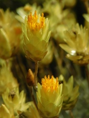 Syncarpha staehelina