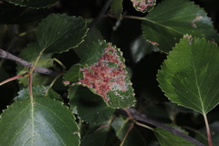 Acalitus longisetosus