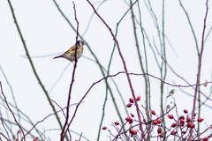 Carduelis carduelis