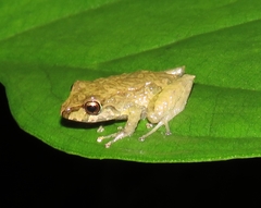 Pristimantis erythropleura