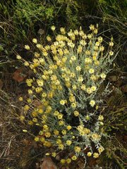 Syncarpha staehelina