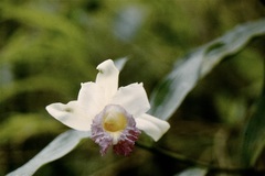 Sobralia ecuadorana