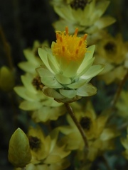 Syncarpha staehelina