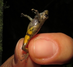 Pristimantis erythropleura