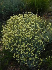 Syncarpha staehelina