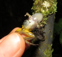 Pristimantis erythropleura