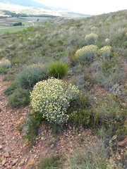 Syncarpha staehelina