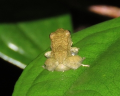 Pristimantis erythropleura