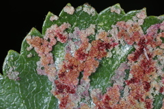 Acalitus longisetosus