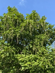 Catalpa speciosa