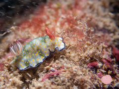 Hypselodoris bollandi