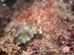 Hypselodoris bollandi