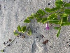 Ipomoea pes-caprae