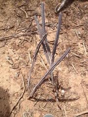 Peniocereus greggii greggii