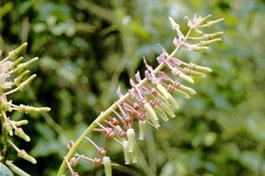 Cavendishia grandifolia
