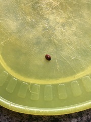 Coccinella septempunctata