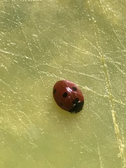 Coccinella septempunctata