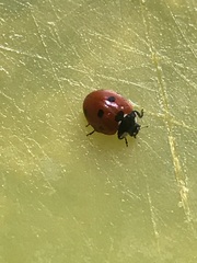 Coccinella septempunctata