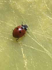 Coccinella septempunctata