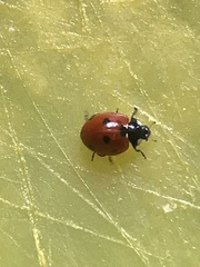Coccinella septempunctata