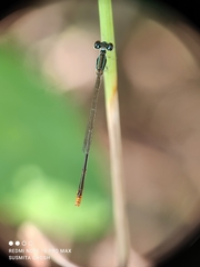 Agriocnemis pygmaea