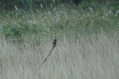 Saxicola stejnegeri