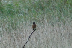 Saxicola stejnegeri