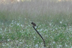 Saxicola stejnegeri