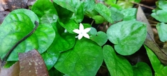 Geophila