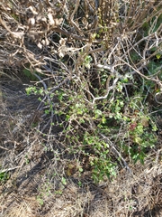 Ribes divaricatum pubiflorum