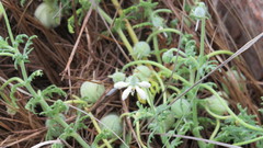 Blumenbachia insignis