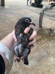 Columba livia domestica