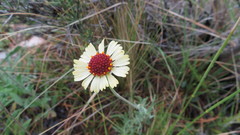 Helenium radiatum