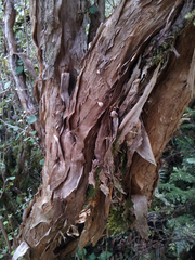 Olearia quinquevulnera