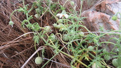 Blumenbachia insignis