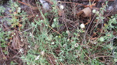 Blumenbachia insignis