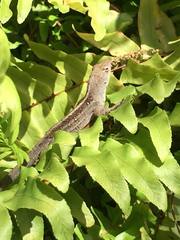 Anolis sagrei