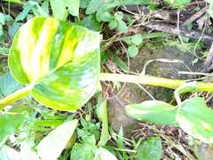 Epipremnum