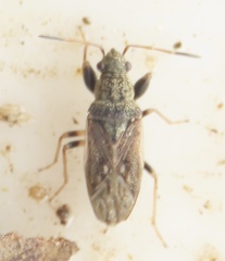 Pseudopachybrachius
