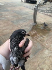 Columba livia domestica