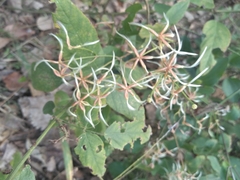 Clematis recta