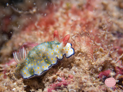 Hypselodoris bollandi