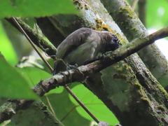 Picumnus granadensis