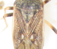 Pseudopachybrachius