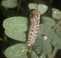 Schinia lucens