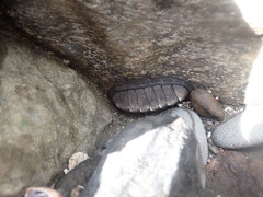 Chiton stokesii