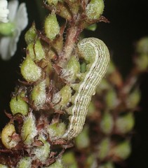 Schinia lucens