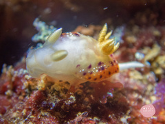 Goniobranchus setoensis
