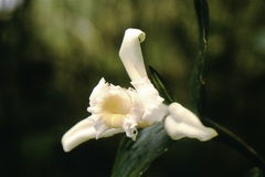 Sobralia setigera