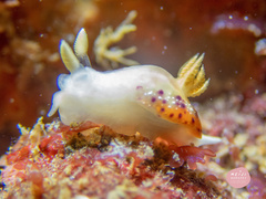 Goniobranchus setoensis